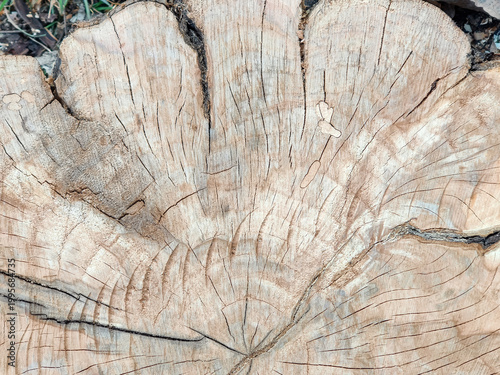 Wooden stump with multiple deep cracks radiating from center (core) to edges. Texture of cut of old cracked tree stump with annual rings. Close-up