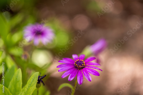 Obraz na plátne Gros plan sur des marguerites africaines