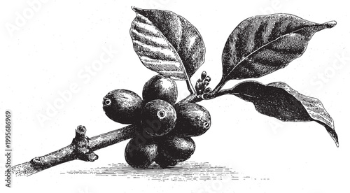 A vector illustration of a cluster of coffee beans on a branch. This vector illustration can be used in any size you like for advertising, logos, poster, flyer and other work.