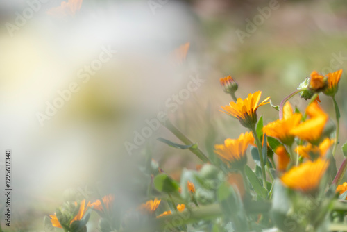 公園に咲く美しいヒメキンセンカ