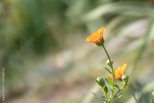 公園に咲く美しいヒメキンセンカ