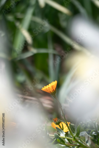 公園に咲く美しいヒメキンセンカ