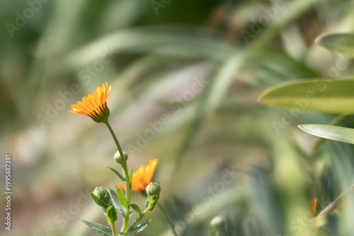 公園に咲く美しいヒメキンセンカ