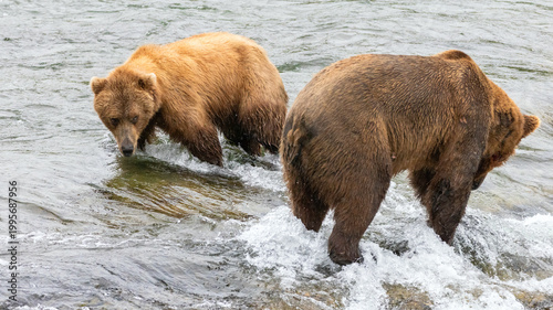 Kodiak brown bear [ursus arctos] fighting for a fishing spot at Brooks Falls in Katmai National Park Alaska United States