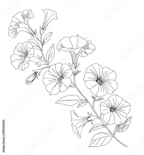Petunia blooms with buds in refined vintage engraving line drawing.