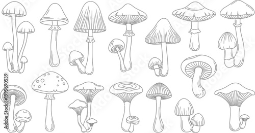 Collection of diverse grey line mushrooms on white background, fungi nature forest woodland