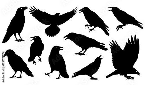 Crow Silhouette Vector Set Black Bird Poses Flying Perched Collection Isolated on White