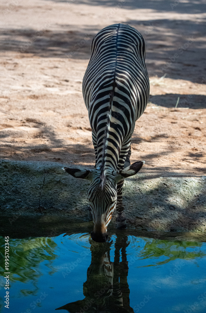 Fototapeta premium Plains zebra Equus quagga burchellii bends head down to drink from water basin, full body stripe pattern reflected on blue water surface