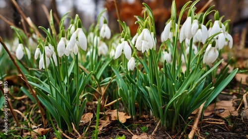 Daffodils Blooming Early Spring Ground Growth