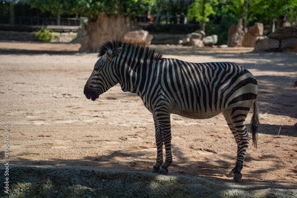 Fototapeta premium Plains zebra Equus quagga stands in a sandy area, mouth slightly open, bold black and white stripe pattern fully visible against dappled shadow background