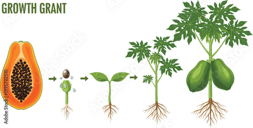 Papaya life cycle vector set featuring seed germination sprout mature fruiting tree and fruit cross section