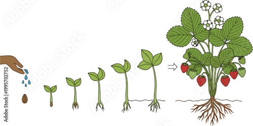 Strawberry plant growth stages vector set featuring seed germination flowering and fruiting for botanical education design