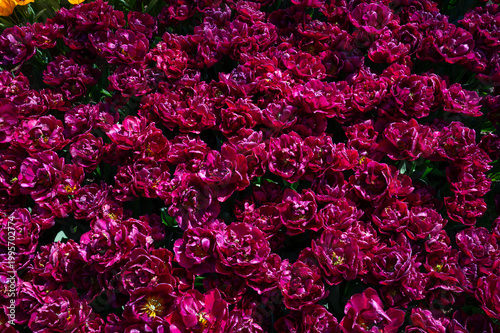 Netherlands, Amsterdam, Keukhenhof