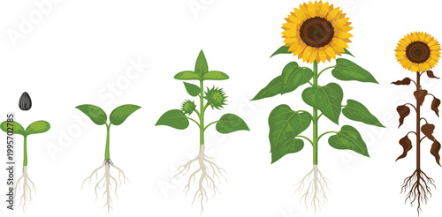 Sunflower life cycle vector set featuring seed germination budding bloom and wilting stages for botanical education