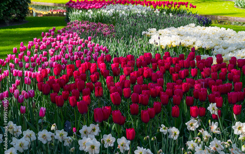 Netherlands, Amsterdam, Keukhenhof