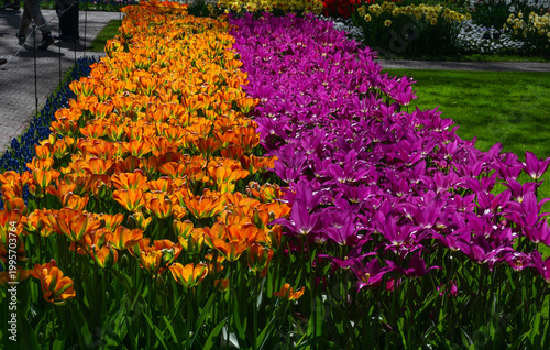 Netherlands, Amsterdam, Keukhenhof