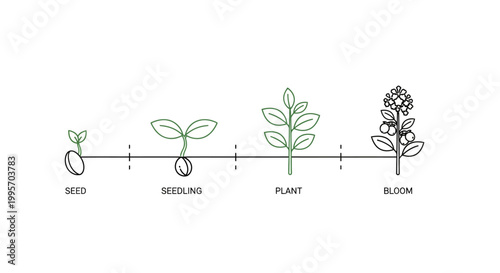 The growth stages of a plant from seed to bloom.
