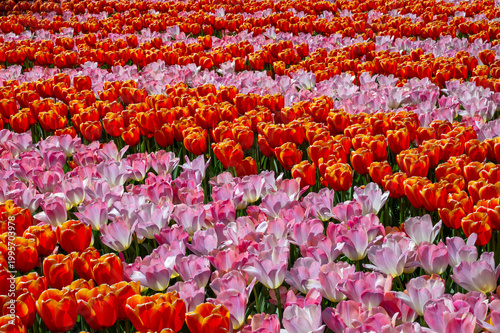 Netherlands, Amsterdam, Keukhenhof