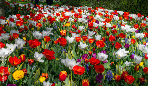 Netherlands, Amsterdam, Keukhenhof