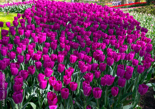 Netherlands, Amsterdam, Keukhenhof