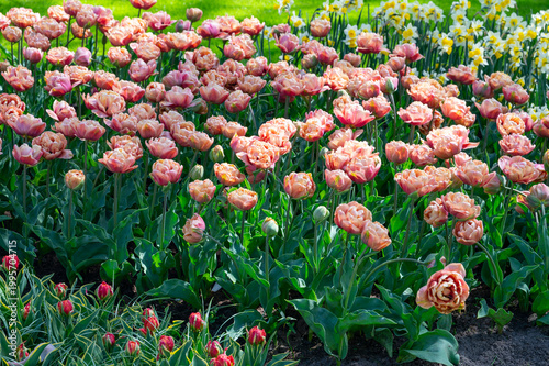 Netherlands, Amsterdam, Keukhenho