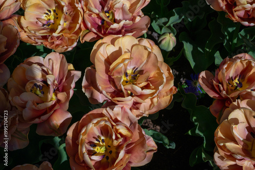 Netherlands, Amsterdam, Keukhenho