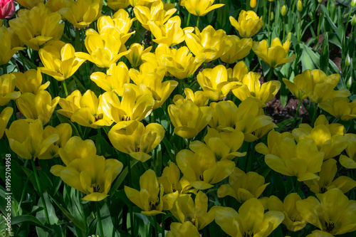 Netherlands, Amsterdam, Keukhenho