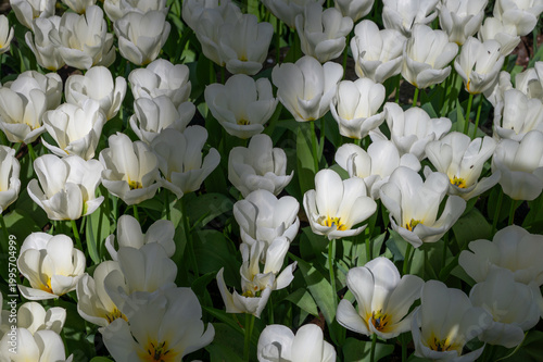 Netherlands, Amsterdam, Keukhenho