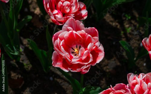 Netherlands, Amsterdam, Keukhenho