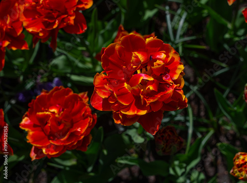 Netherlands, Amsterdam, Keukhenho