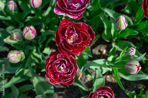 Netherlands, Amsterdam, Keukhenho