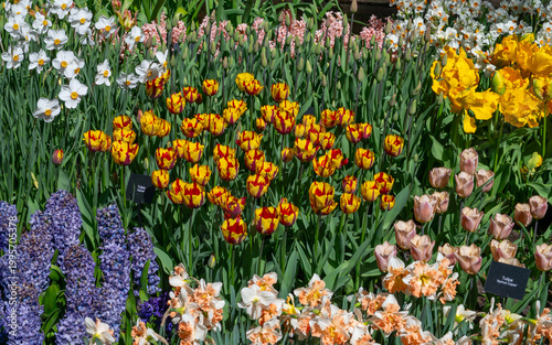Netherlands, Amsterdam, Keukhenho