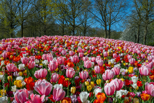 Netherlands, Amsterdam, Keukhenho
