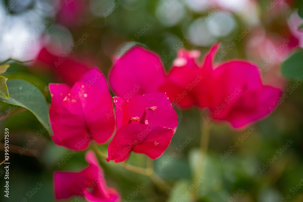 Obraz premium Tropical bougainvillea petals blooming in vivid pink tones, macro floral scene with artistic blur and fresh garden atmosphere.