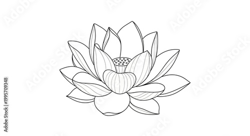 Elegant Lotus Flower Line Drawing - Minimalist Botanical Illustration