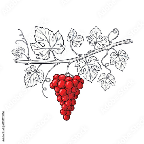 Red Grapes Bunch on Vine Branch with Leaves Sketch