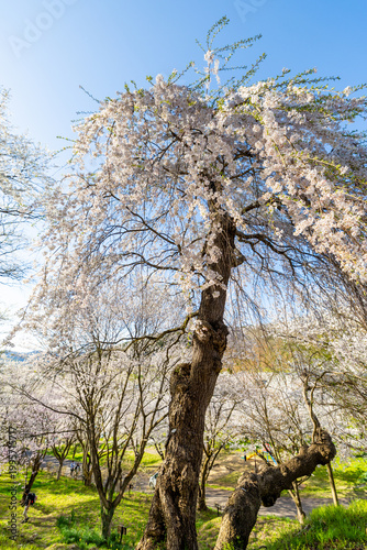 烏帽子山千本桜