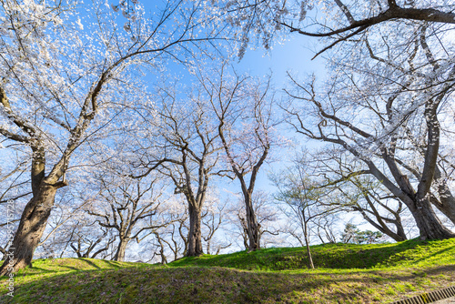 烏帽子山千本桜