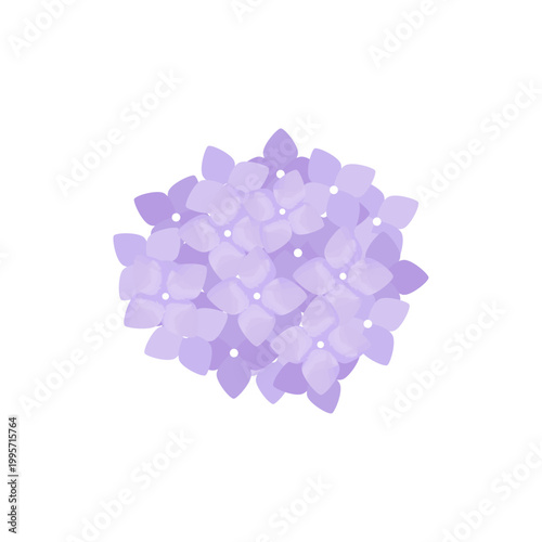 紫陽花の花イラスト 水彩タッチ 葉なし 紫 単体素材