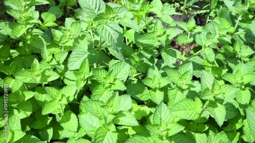 Green mint grows in the garden. It's an aromatic plant grown for culinary and medicinal purposes. It's a variety of peppermint.