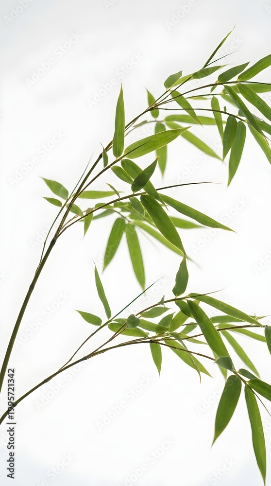 Obraz premium Zen bamboo leaves on slender branches, elegant green foliage with minimalist aesthetic, organic botanical plant detail for wellness and spa design