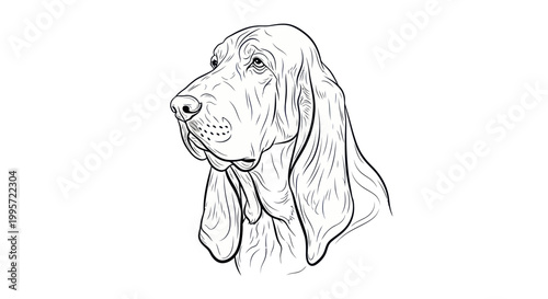 Elegant Bloodhound Portrait Sketch - Hand Drawn Dog Illustration