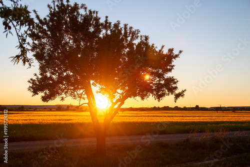 Canvastavla Golden sunset over a rural dirt road and agricultural fields in Huesca, Aragon, Spain, with a solitary tree silhouette against a bright orange sun