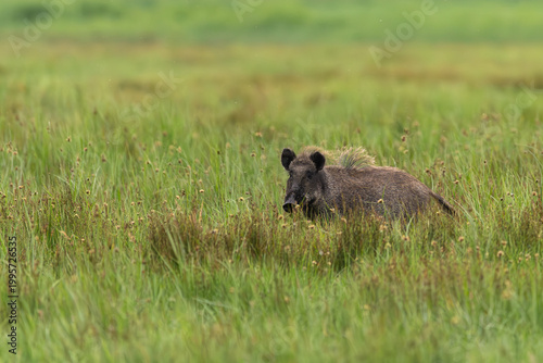 Junge Bache im Gras