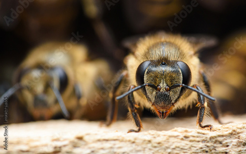 Honeybee looking directly, detail of insect head