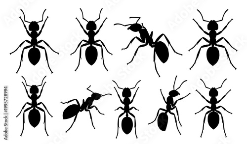 Ant silhouette vector collection with top side and perspective views black insect species icons isolated on white