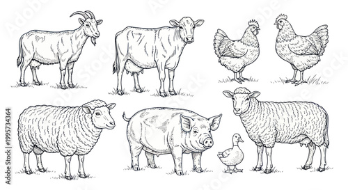 Farm Animals Collection: Goat, Cow, Chicken, Sheep, Pig, Duck - Hand Drawn Sketch