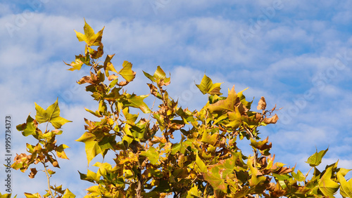 фотографія branches of plane tree in autumn