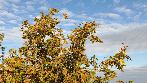 Cuadro en lienzo branches of plane tree in autumn