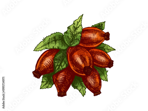 Hand drawn vintage sketch of rosehip berries cluster with leaves in colored engraving style botanical illustration